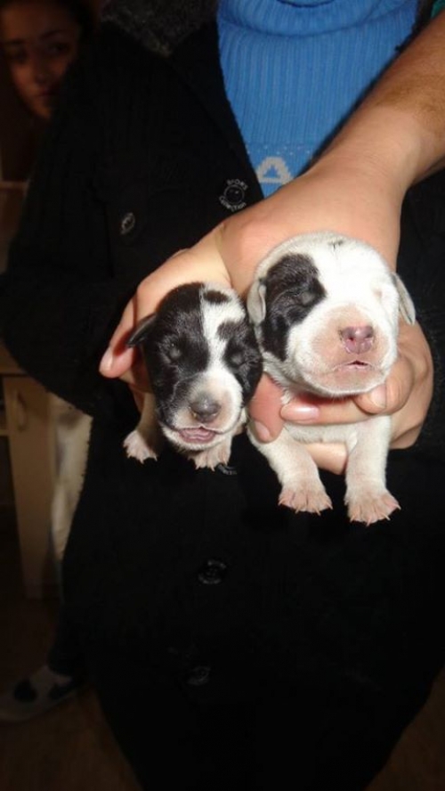 დალმატინი უსახელოები