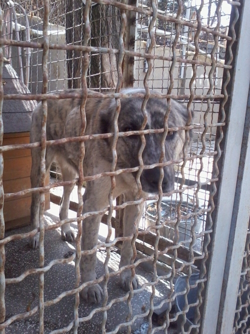 ქართული ქოფაკი ლედი