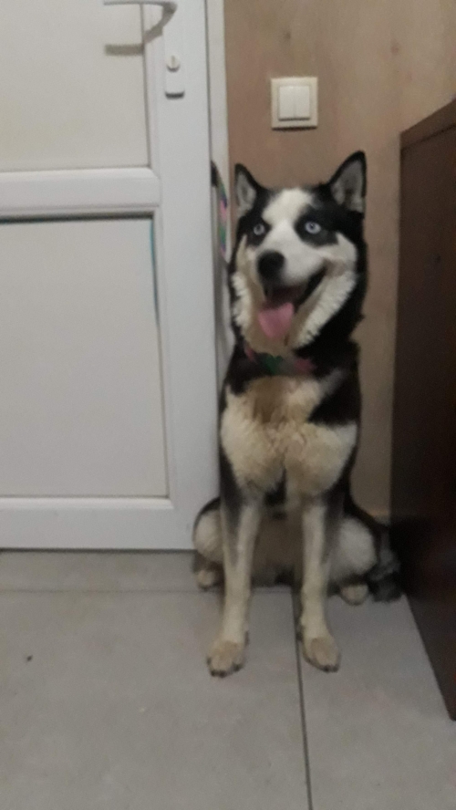 ლაიკა უსახელო