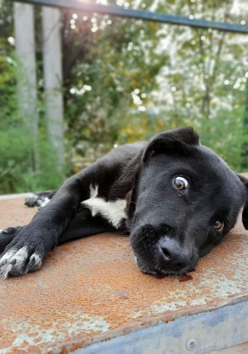 მეტისი უსახელო