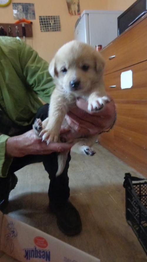 ლაბრადორის მეტისი უსახელო