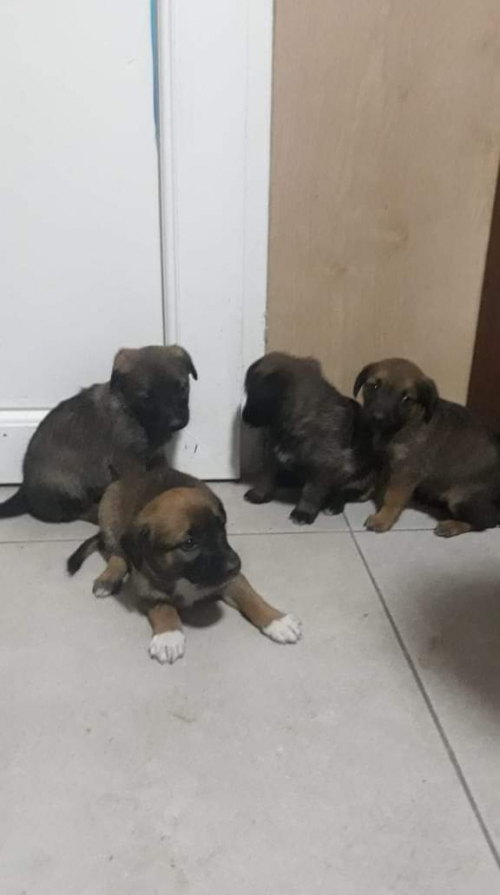 მეტისი უსახელო