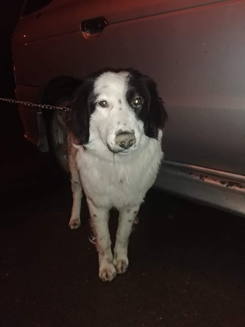 მეტისი ლინდა