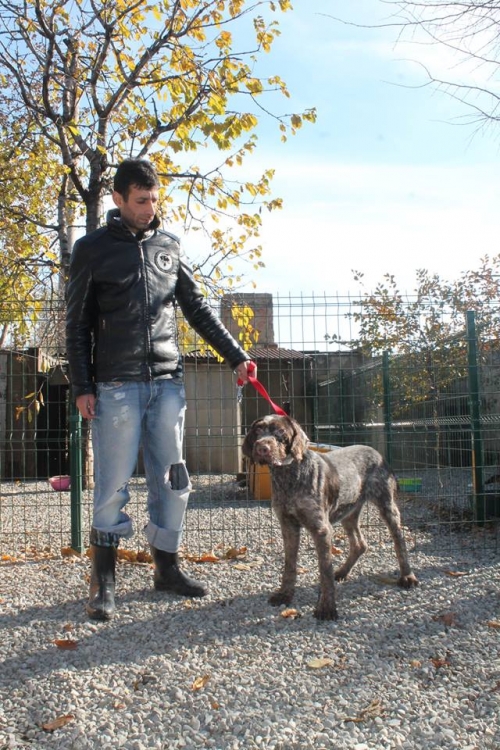 დრათხარი ბუბუ