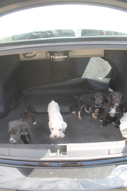 მეტისი უსახელო