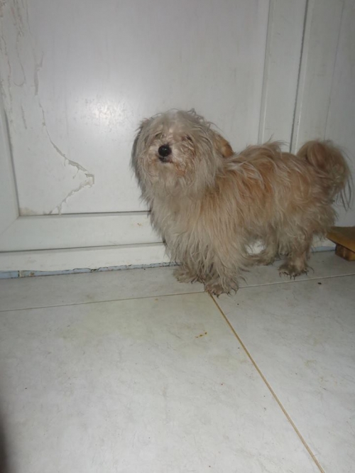 ბალონკა ჩაპა