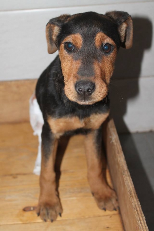 იაქტერიერი ჯესი