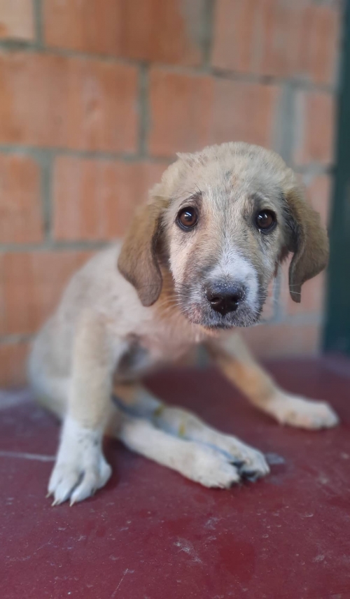 მეტისი ახმეტა