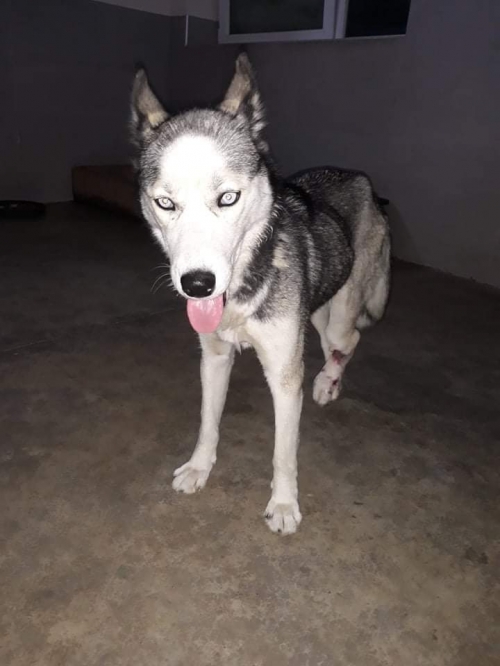 ლაიკა ნაპოვნია დუშეთის რაიონში