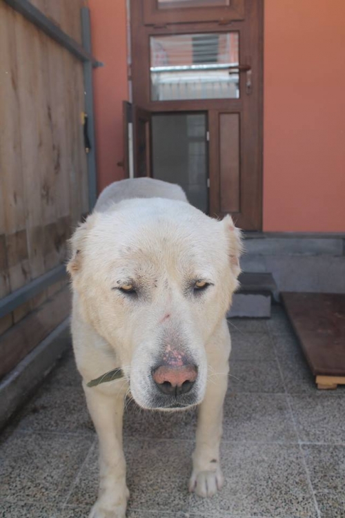 ქართული ნაგაზი ბუთა