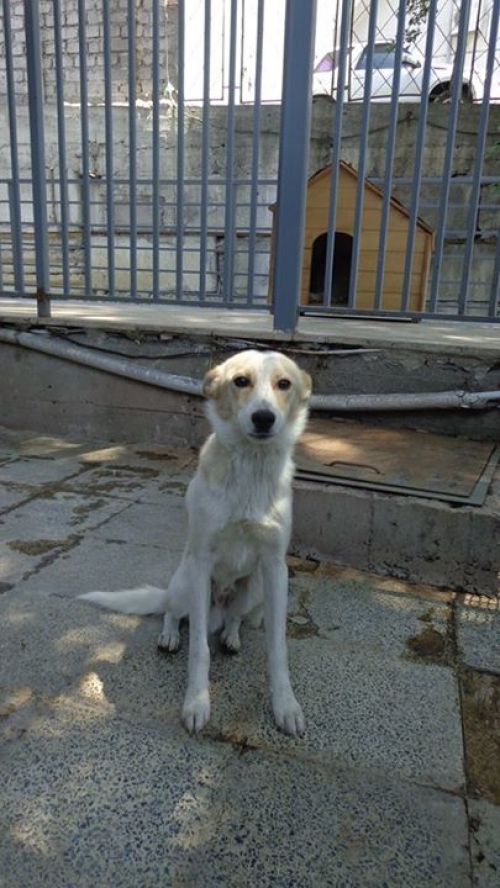 მეტისი უსახელო