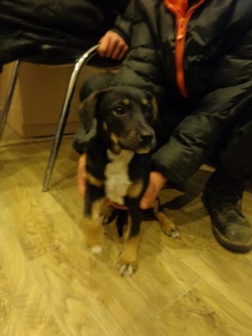 მეტისის ლეკვები უსახელო