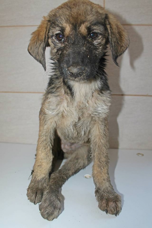 მეტისი უსახელო