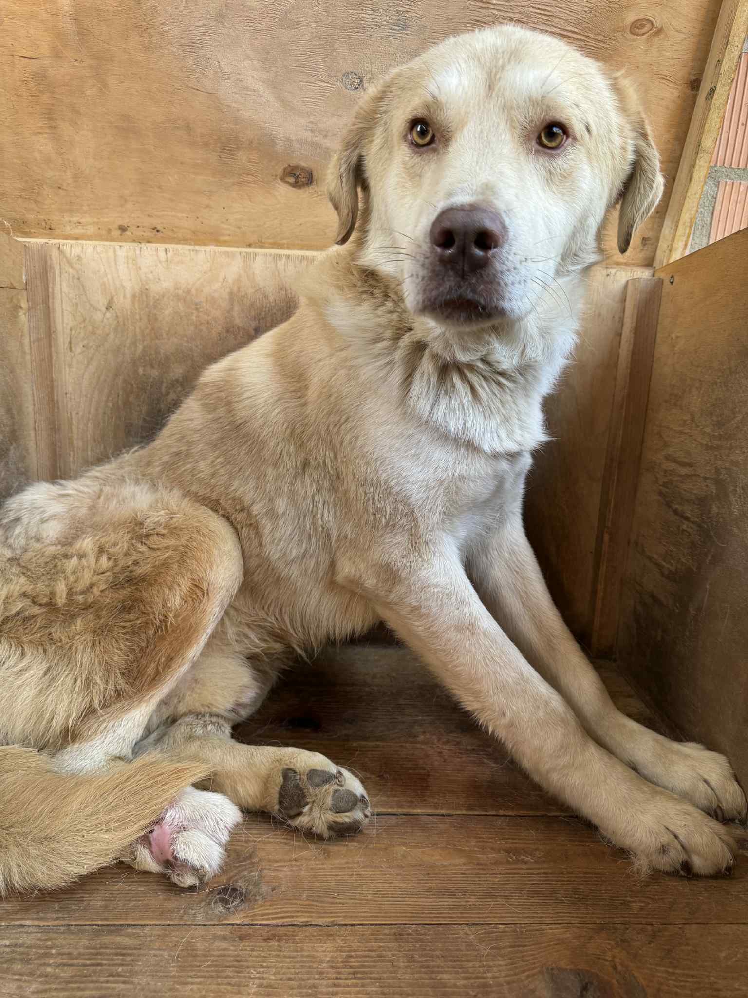 ლაბრადორის მეტისი. გორი