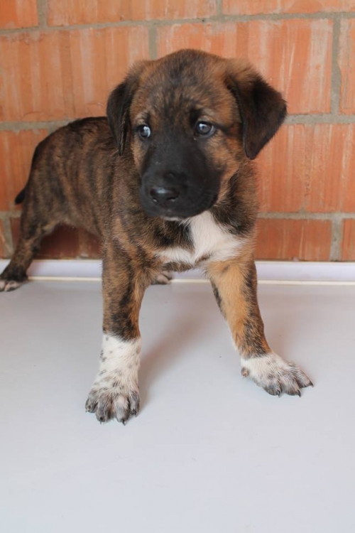 ქართული ქოფაკი უსახელო