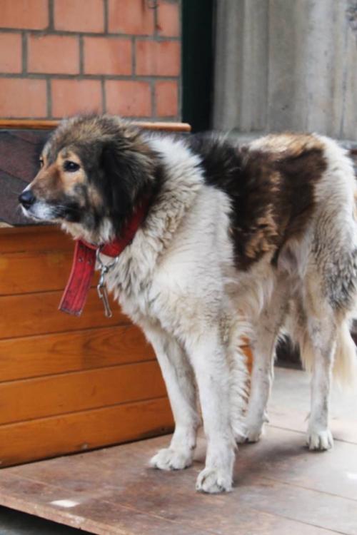 ქართული ქოფაკი უსახელო
