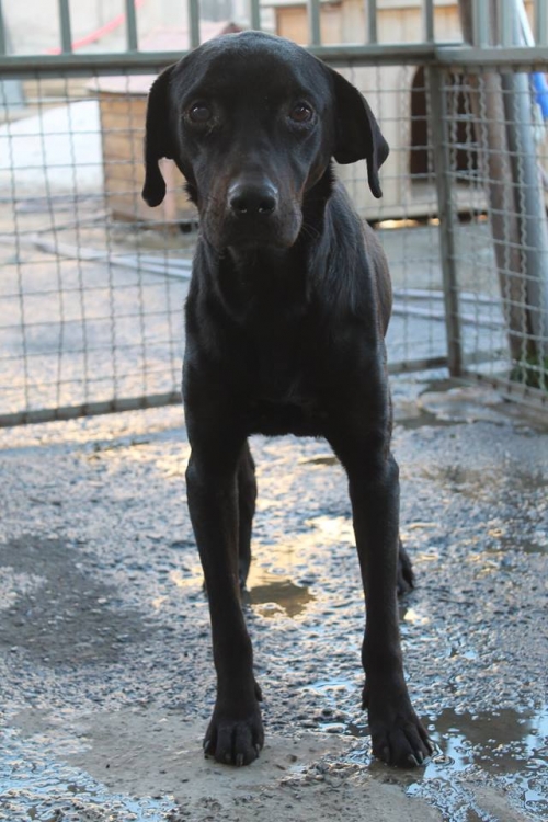 ლაბრადორი უსახელო