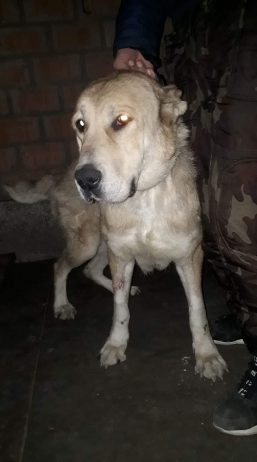 ქართული ნაგაზი უსახელო