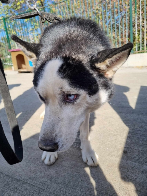 ლაიკა ბუბუ