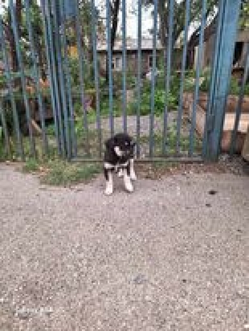 მეტისი ნაპოვნია თავშესაფართან