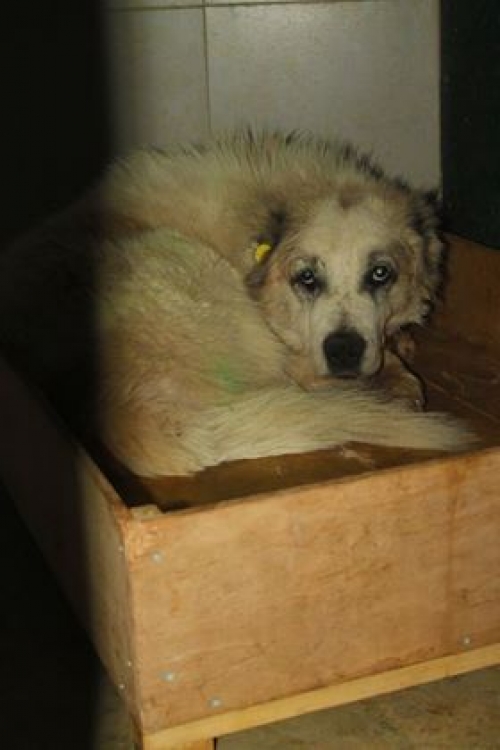 ქართული ნაგაზი უსახელო