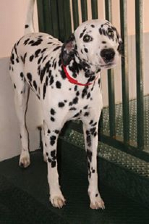 დალმატინი ჩარლი