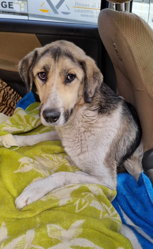 მეტისი ჭიათურა