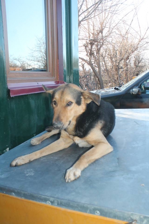 გერმანული ნაგაზი ჯერი