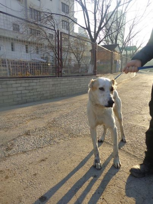 ქართული ნაგაზი უსახლო