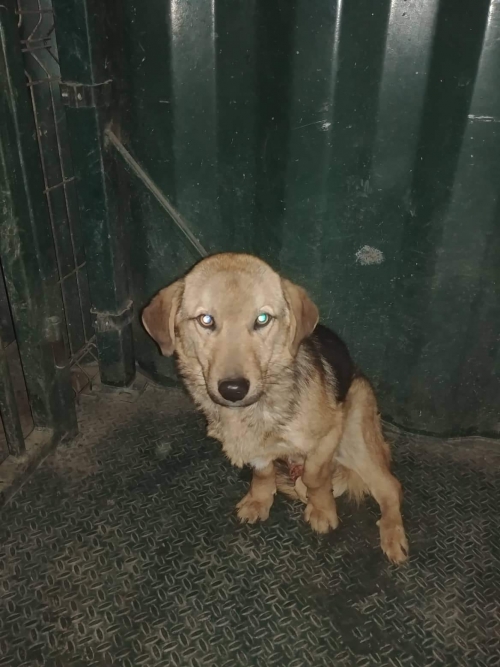 მეტისი უსახელო