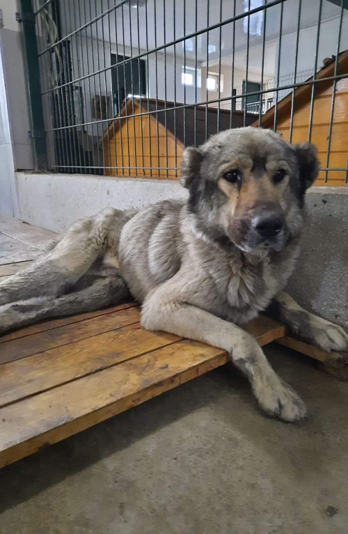 ქართული ნაგაზი წილკანი