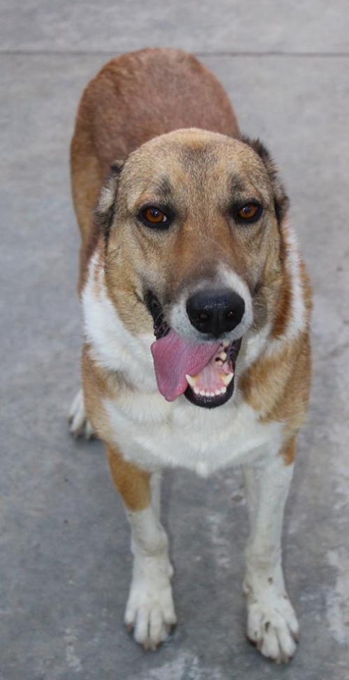 ქართული ქოფაკი უსახელო