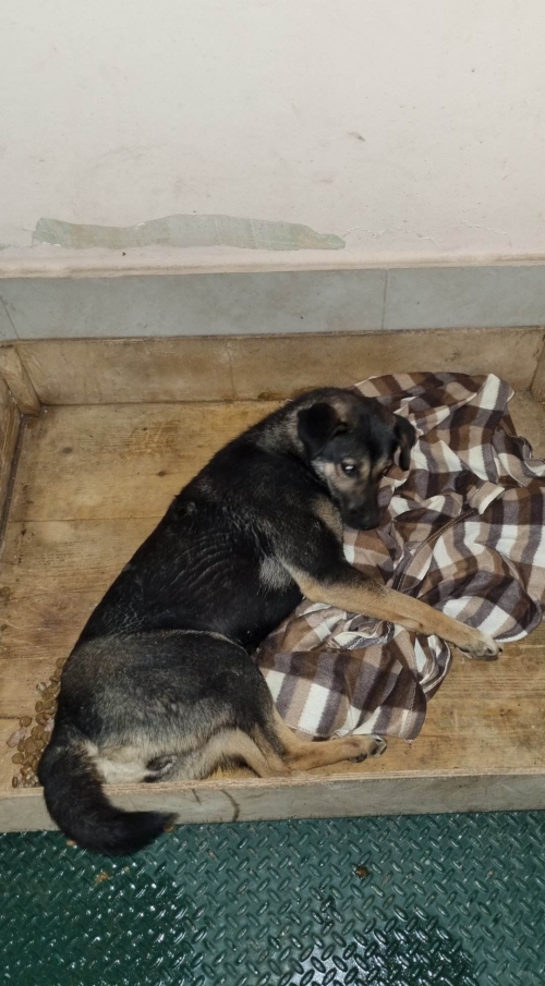 მეტისი ისანი