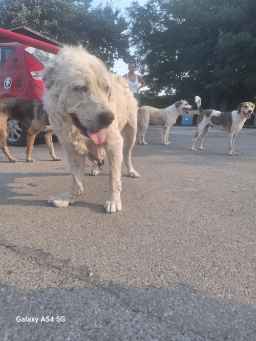 ქართული ნაგაზი ნაპოვნია ლილოს ბაზრობის უკანა მხარეს