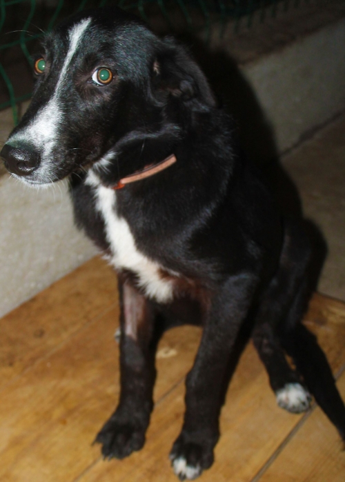 მეტისი ლედი