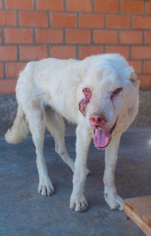 ქართული ნაგაზი უსახელო