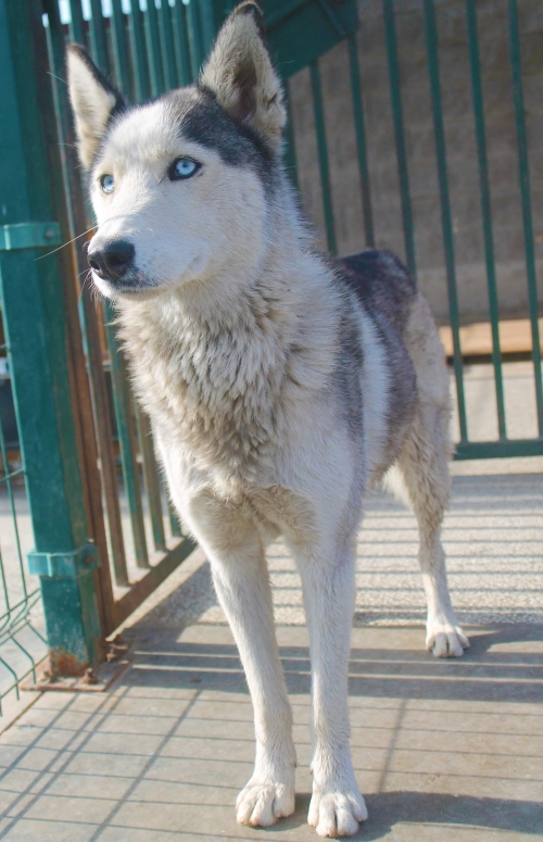 ლაიკა უსახელო