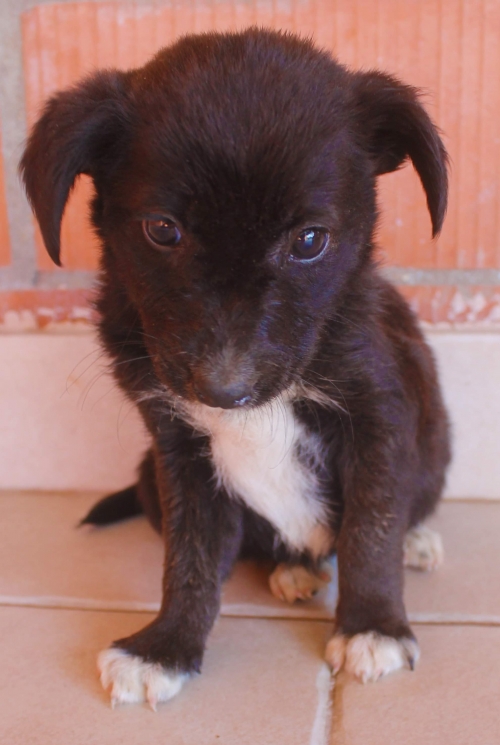 მეტისი უსახელო