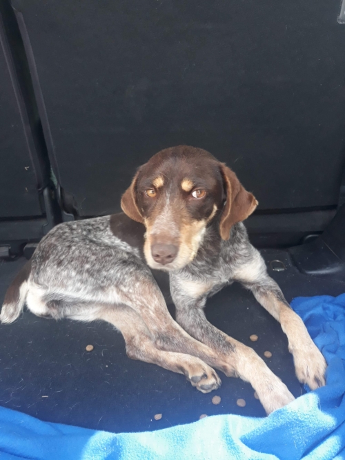 მეტისი ახალქალაქი