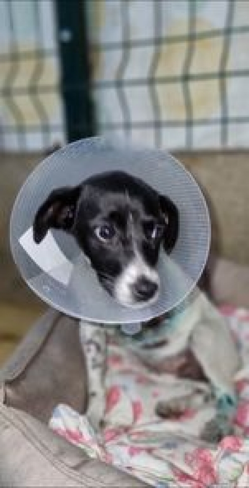 მეტისი საჩხერე