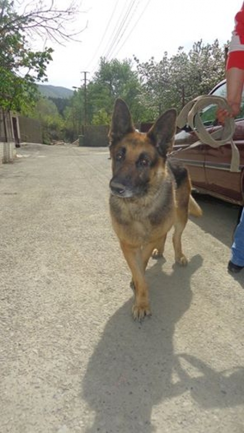 გერმანული ნაგაზი სიმბა