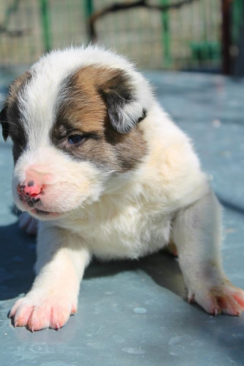 მეტისი უსახელო