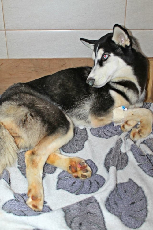 ლაიკა ლავლი