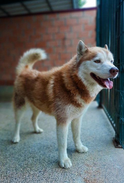 ლაიკა ზემო ფინიჭალა