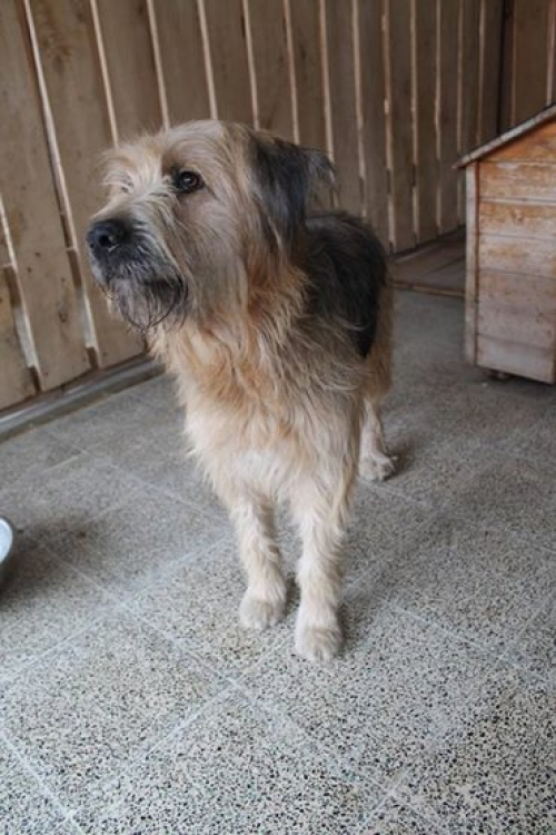 შნაუცერი უცნობი