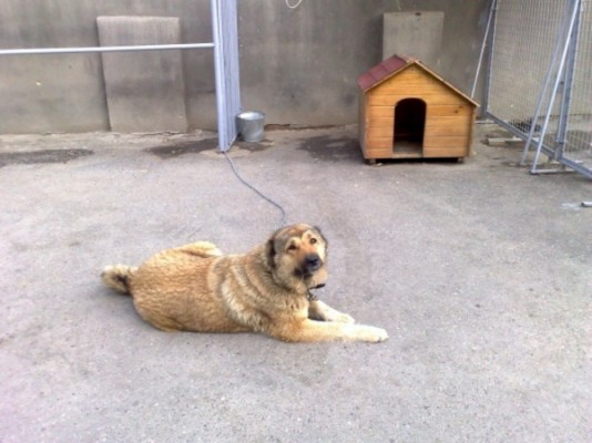 ქართული ნაგაზი ბათურა