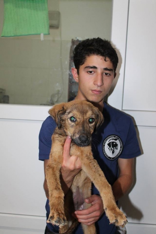 მეტისი უსახელო