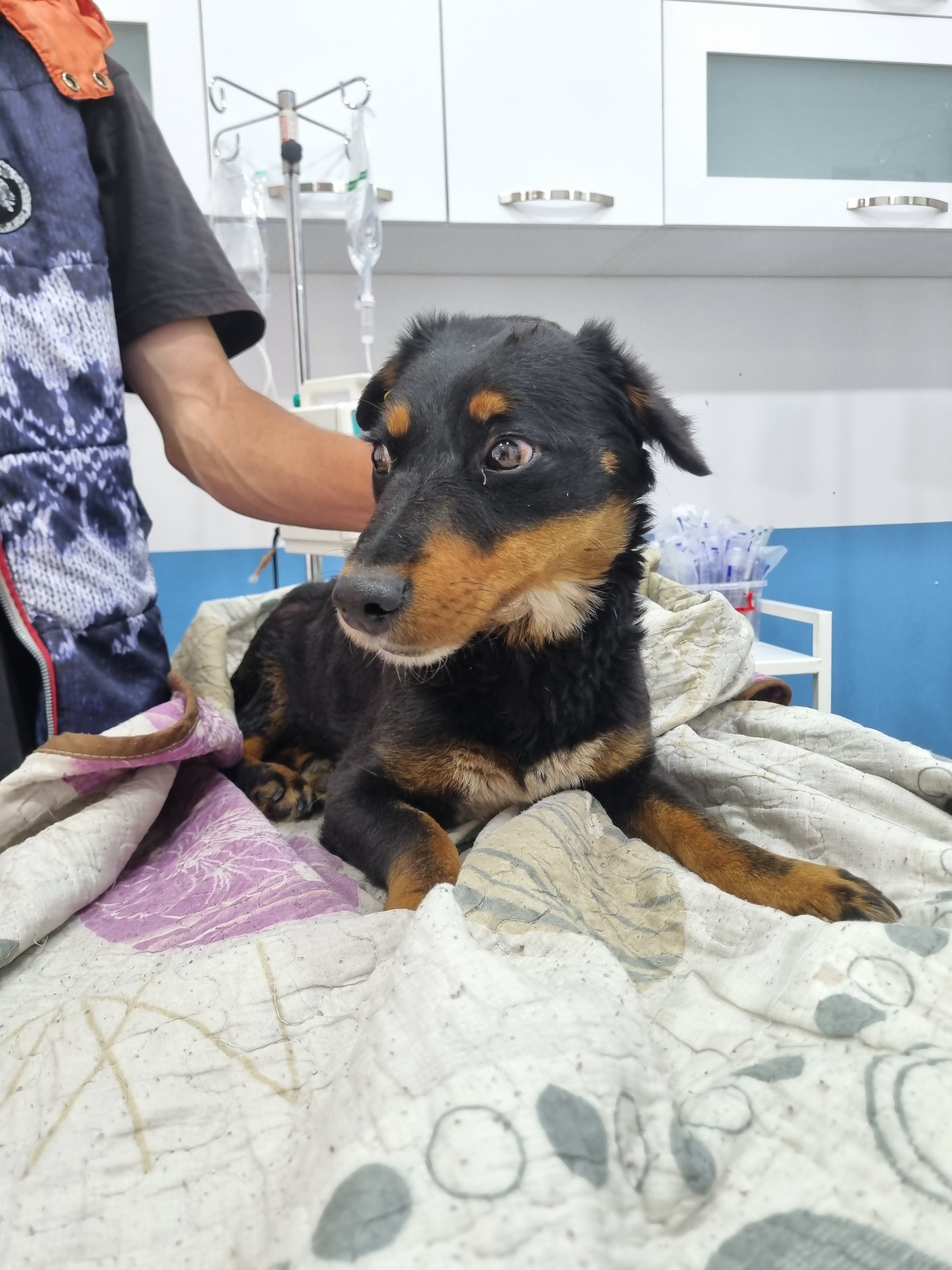 მეტისი. პეტრე პავლეს სასაფლაო