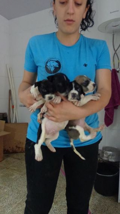 პოინტერი უსახელოები