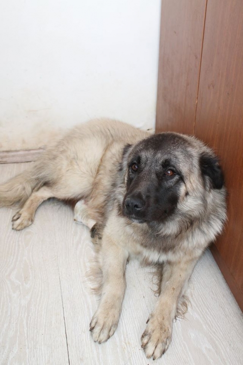 ქართული ქოფაკი ბასარა